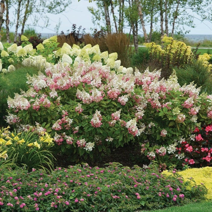 Garden Goods Direct Proven Winners® Color Choice® Pinky Winky® Hydrangea Shrubs 1 Garden Goods Direct Proven Winners® Color Choice® Pinky Winky® Hydrangea Shrubs