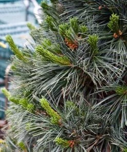 Garden Goods Direct Trees Vanderwolf Pine