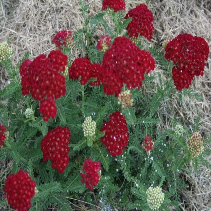 Garden Goods Direct Achillea Pomegranate 4 Garden Goods Direct Achillea Pomegranate