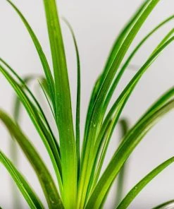 Garden Goods Direct House Plants Ponytail Palm