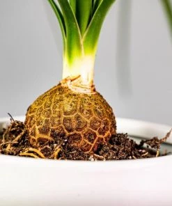 Garden Goods Direct House Plants Ponytail Palm