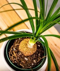 Garden Goods Direct House Plants Ponytail Palm