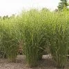 Garden Goods Direct Porcupine Grass