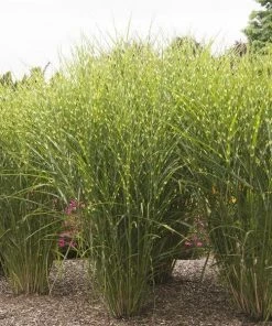 Garden Goods Direct Porcupine Grass