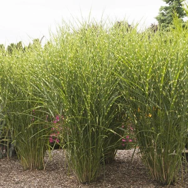 Garden Goods Direct Porcupine Grass 1 Garden Goods Direct Porcupine Grass
