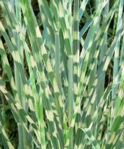 Garden Goods Direct Porcupine Grass 7 Garden Goods Direct Porcupine Grass