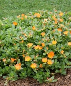 Garden Goods Direct Orange Portulaca Annuals