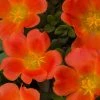 Garden Goods Direct Orange Portulaca Annuals