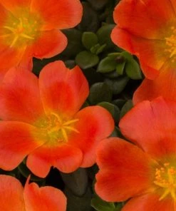 Garden Goods Direct Orange Portulaca Annuals