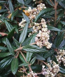 Garden Goods Direct Prague Viburnum Shrubs