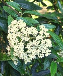 Garden Goods Direct Prague Viburnum Shrubs