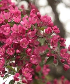 Garden Goods Direct Prairie Fire Crabapple Trees