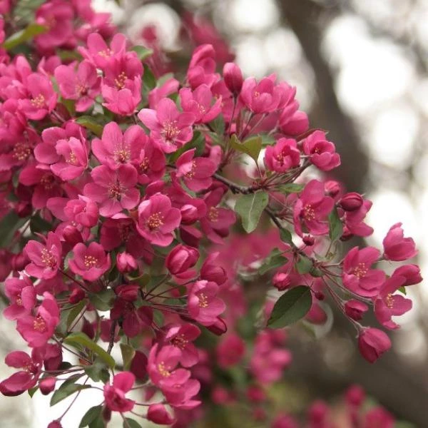 Garden Goods Direct Prairie Fire Crabapple Trees 2 Garden Goods Direct Prairie Fire Crabapple Trees