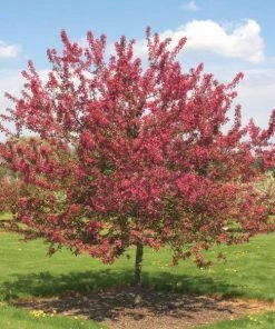 Garden Goods Direct Prairie Fire Crabapple Trees
