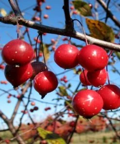 Garden Goods Direct Prairie Fire Crabapple Trees 5 Garden Goods Direct Prairie Fire Crabapple Trees