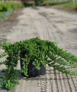 Garden Goods Direct Green Mound Juniper