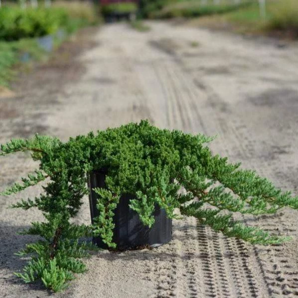 Garden Goods Direct Green Mound Juniper 2 Garden Goods Direct Green Mound Juniper