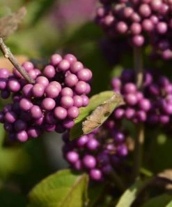 Garden Goods Direct Profusion Beautyberry