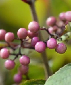 Garden Goods Direct Profusion Beautyberry