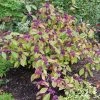 Garden Goods Direct Profusion Beautyberry