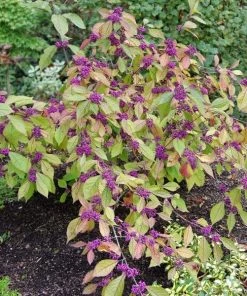 Garden Goods Direct Profusion Beautyberry