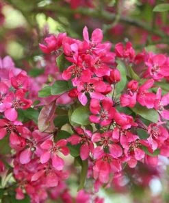 Garden Goods Direct Profusion Crabapple Trees