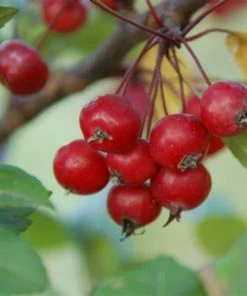 Garden Goods Direct Profusion Crabapple Trees