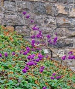Garden Goods Direct Profusion Beautyberry