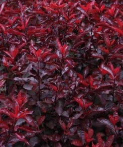 Garden Goods Direct Purple Leaf Sand Cherry Shrubs