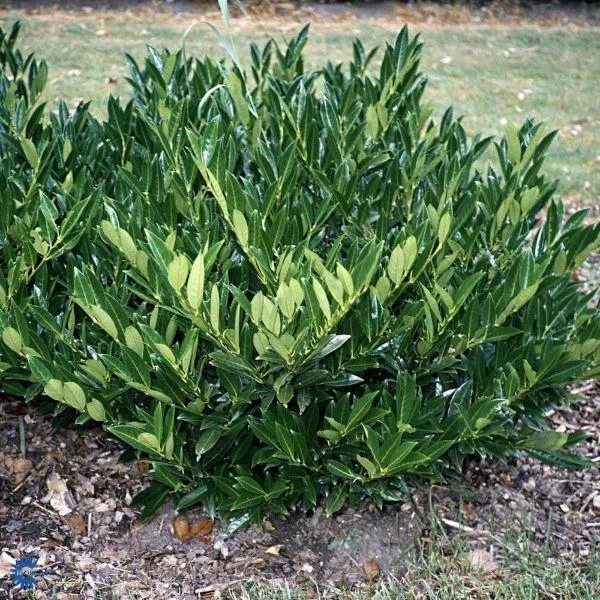 Garden Goods Direct Otto Luyken Laurel Shrubs 1 Garden Goods Direct Otto Luyken Laurel Shrubs