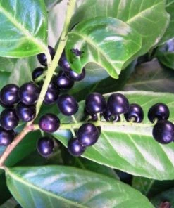 Garden Goods Direct Shrubs Zabeliana Cherry Laurel