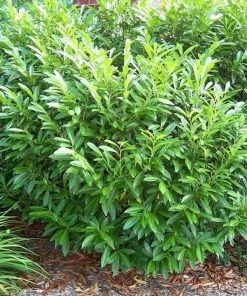 Garden Goods Direct Skip Cherry Laurel