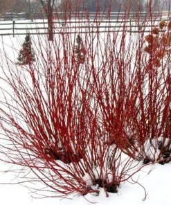 Garden Goods Direct Proven Winners® Color Choice® Pucker Up!® Red Twig Dogwood Shrubs