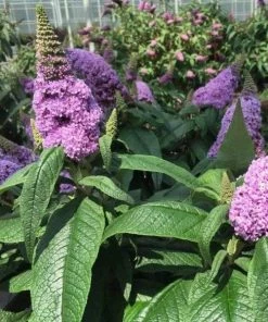 Garden Goods Direct Proven Winners® Color Choice® Pugster® Amethyst Butterfly Bush Shrubs