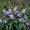 Garden Goods Direct Proven Winners® Color Choice® Pugster® Amethyst Butterfly Bush Shrubs