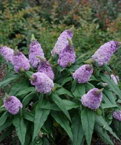 Garden Goods Direct Proven Winners® Color Choice® Pugster® Amethyst Butterfly Bush Shrubs