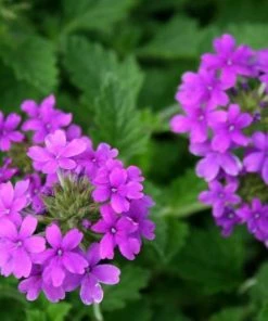 Garden Goods Direct Verbena Homestead Purple Perennials