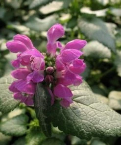 Garden Goods Direct Lamium Purple Dragon Perennials