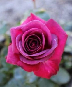 Garden Goods Direct Brindabella Purple Prince Rose Shrubs