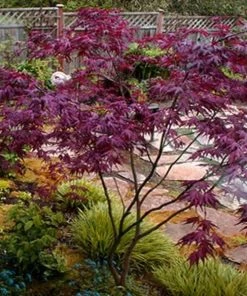 Garden Goods Direct Purple Ghost Japanese Maple Trees