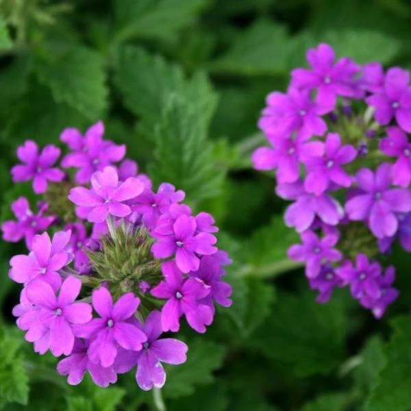 Garden Goods Direct Verbena Homestead Purple Perennials 2 Garden Goods Direct Verbena Homestead Purple Perennials