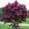 Garden Goods Direct Purple Ghost Japanese Maple Trees