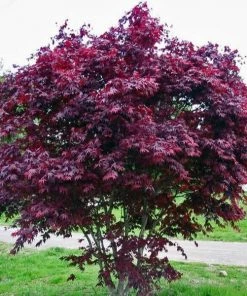 Garden Goods Direct Purple Ghost Japanese Maple Trees