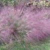 Garden Goods Direct Purple Love Grass Perennials
