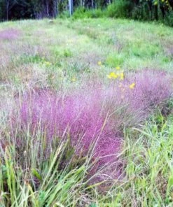 Garden Goods Direct Purple Love Grass Perennials