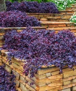 Garden Goods Direct Shrubs Purple Pixie® Loropetalum