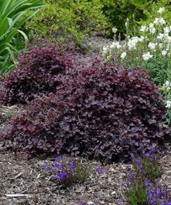 Garden Goods Direct Shrubs Purple Pixie® Loropetalum