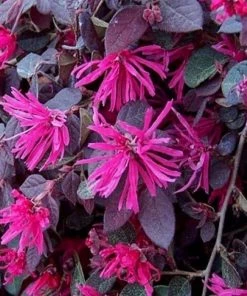 Garden Goods Direct Shrubs Purple Pixie® Loropetalum