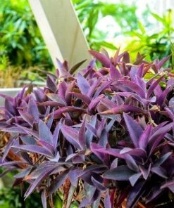 Garden Goods Direct Purple Queen Setcreasea Annuals