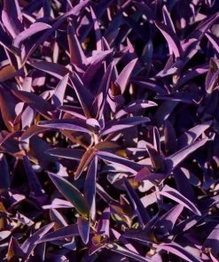Garden Goods Direct Purple Queen Setcreasea Annuals